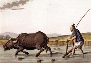 Čína, orání rýže s hovězím masem - ve „Starém a moderním kostýmu““ od Julese Ferraria od Unknown artist