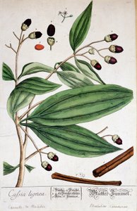 Cinnamon de Malabar (Indie) - botanická deska od Unknown artist
