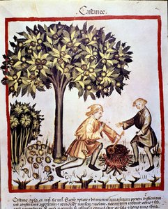 Sběr a příprava kaštanů na podzim. Osvětlení z dojení medicíny a dietetiky „“Tacuinum sanitatis““ od Unknown artist