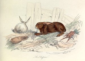 "Completes de Buffon" s Linnénovou nomenklaturou a Cuvierovou klasifikací: Les animaux: Le rabbit (rytina) od Unknown artist