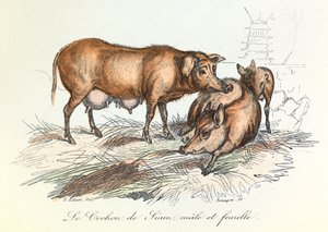 "Completes de Buffon" s Linnénovou nomenklaturou a Cuvierovou klasifikací: Les animaux: Le pig de Siam (rytina) od Unknown artist