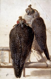 Pár jestřábů. Kresba 18. století. od Unknown artist