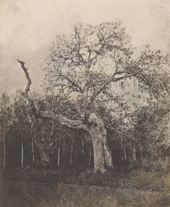 [Křivý strom s řídkými listy] od Unknown artist