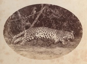 Mrtvý leopard od Unknown artist