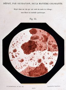 Usazování barviva oxidací: usazování v průhledu, který byl vyprázdněn po dobu šesti měsíců bez květů nebo jakékoli choroby. 400/1 mikroskopický pohled. Pasteurova studie o víně 1866. od Unknown artist