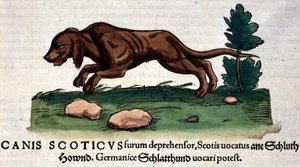 Pes z Historia Animalium od Conrada Gesnera, Tiguri 1560. Biblioteca Nazionale Braidense. Milán od Unknown artist