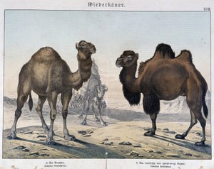 Dromedár a velbloud - v "" Přírodní historie savců"", ed. Shreiber, Mnichov od Unknown artist