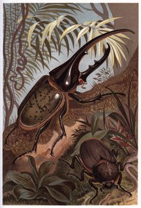 Dynastes hercules, nosorožec scarabee - brouk Hercules od Unknown artist