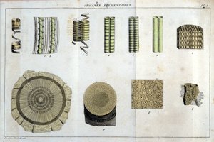 Elementární orgány: v „“ Flora Francoise neboli stručný popis všech rostlin, které přirozeně rostou ve Francii, uspořádané podle nové metody analýzy, ke které připojujeme citaci jejich méně nejednoznačných předností v lékařství a jejich užitečnosti od Unknown artist