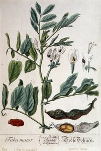Faba Major (bažina) - botanická tabule od Unknown artist