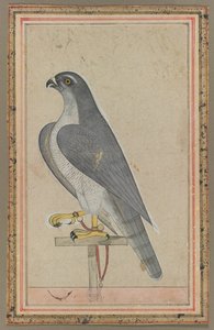 Sokol od Unknown artist