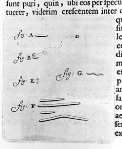 První reprezentace bakterií Popis holandského obchodníka a vědce Antoina van Leeuwenhoeka (nebo Leeuvenhoek Leeuwenhoeck) (nebo Antoniho nebo Anthonieho) (1632-1723) po studiu bakterií v jeho ústech. Rytina z „Arcana Natura Detecta“ 1695. od Unknown artist
