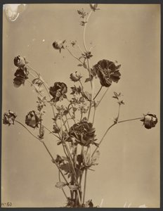 [Květinová studie] od Unknown artist