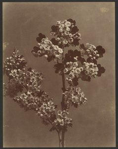 [Květinová studie s několika svazky květů] od Unknown artist