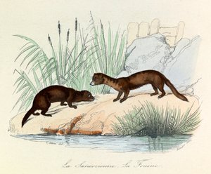 Fouine a Saricovienne klasifikované Linneenem a Cuvierem v "Completes de Buffon" (rytina) od Unknown artist