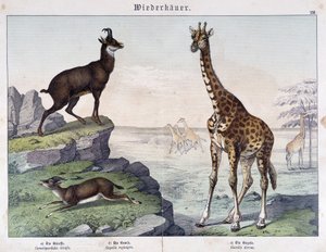 Žirafa, kamzík a gazela - v „“ Histoires naturelle des savců““, ed. Schreiber od Unknown artist