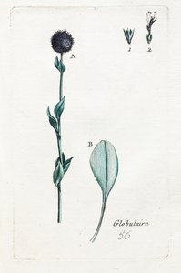 Globulární od Unknown artist