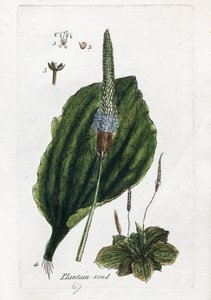 Velká plantážnice nebo velká plantážnice od Unknown artist