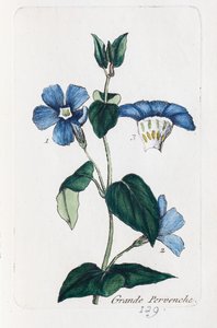 Velký periwinkle od Unknown artist