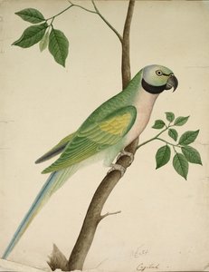 Zelený papoušek od Unknown artist