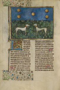Greyhoundi od Unknown artist
