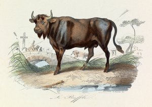 Ilustrace z knihy "Complete Works of Buffon": Les Quadrupedes: Le buffalo (rytina) od Unknown artist