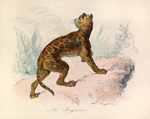 Ilustrace z knihy "Complete Works of Buffon": Les Quadrupedes: Le jaguar (rytina) od Unknown artist