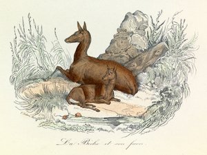 Ilustrace z knihy "Complete Works of Buffon": Les animaux: La lae et son fawn (rytina) od Unknown artist