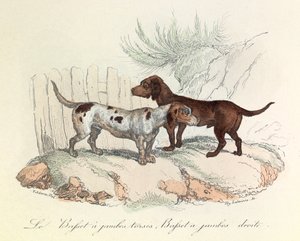 Ilustrace z knihy "Complete Works of Buffon": Les animaux: Le basset a torso legs et le basset a straight legs (rytina) od Unknown artist