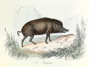 Ilustrace z knihy "Complete Works of Buffon": Les animaux: Le boar (rytina) od Unknown artist