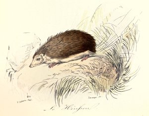 Ilustrace z knihy "Complete Works of Buffon": Les animaux: Le herisson (rytina) od Unknown artist