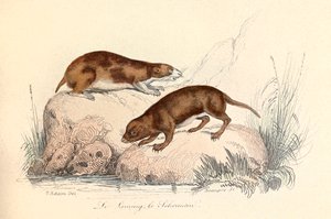Ilustrace z knihy "Complete Works of Buffon": Les animaux: Le leming et le scherman (rytina) od Unknown artist