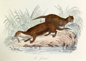Ilustrace z knihy "Complete Works of Buffon": Les animaux: Les ottres (rytina) od Unknown artist