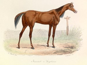 Ilustrace z knihy "Complete Works of Buffon": Les animaux: Mare Anglaise (rytina) od Unknown artist