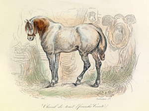 Ilustrace koně Franc Comtois, klasifikovaného Linneenem a Cuvierem (rytina) od Unknown artist