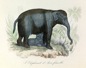 Ilustrace asijské sloní samice z Buffonovy knihy, klasifikované Linnaeem a Cuvierem (rytina) od Unknown artist