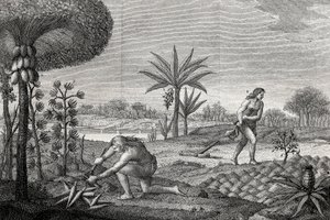 Domorodí obyvatelé obdělávají půdu v povodí Orenoque v Kolumbii. Rytina 1780 od Unknown artist