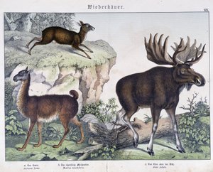 Lama, los (los) - v "" Přírodní historie savců"", ed. Schreiber od Unknown artist