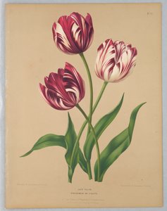 Pozdní tulipány / Bybloemen nebo Fialky od Unknown artist