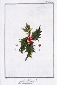 Le Holly (Ilex Aquifolium) - v „Cvičení botaniky à l