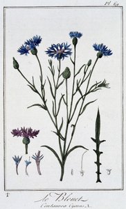 Le chrpa (Centaurea Cyanus) - v „Cvičení botaniky à l