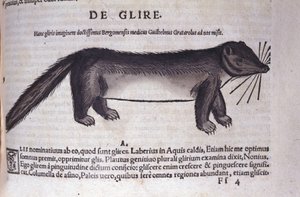 Le loir v Historia Animalium od Conrada Gesnera (1516 - 1565), Tiguri od Unknown artist