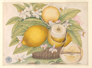 Citrony a citronové květy v košíku od Unknown artist