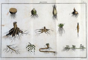 Les Roots: v „“ Flora Françoise, neboli stručný popis všech rostlin, které přirozeně rostou ve Francii, uspořádané podle nové metody analýzy, ke které připojujeme citaci jejich nejméně nejednoznačných předností v lékařství a jejich užitečnosti v t od Unknown artist