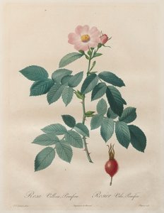 Les Roses: Rosa villosa, pomifera od Unknown artist