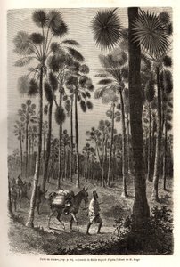 Karavana poručíka Mága postupuje směrem k Nigeru a překračuje les obřích palem v provincii Damfa v Mali. Rytina pro ilustraci plavby poručíka (námořnictva) M. Mage do západního Súdánu v letech 1863-1866, publikovaná v „Le tour du monde, nouve od Unknown artist
