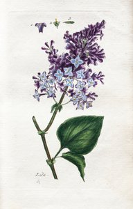 Lilac od Unknown artist