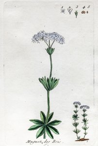 Lily of the Valley nebo Sweet Woodruff od Unknown artist