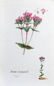 Little Centaury od Unknown artist