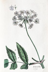 Lovage od Unknown artist